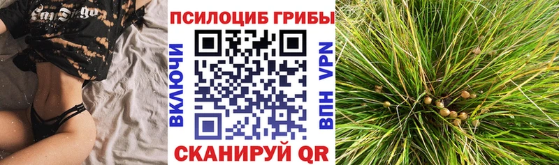 Галлюциногенные грибы Psilocybe  Бор 